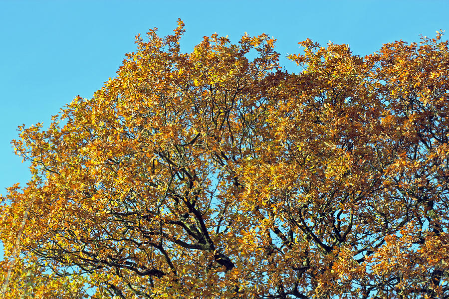 Autumn Gold Photograph by Tony Murtagh