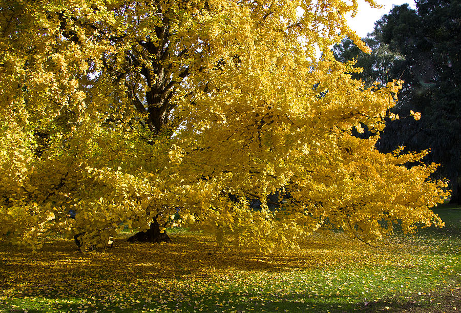 Autumn Gold in Argentina Photograph by Venetia Featherstone-Witty
