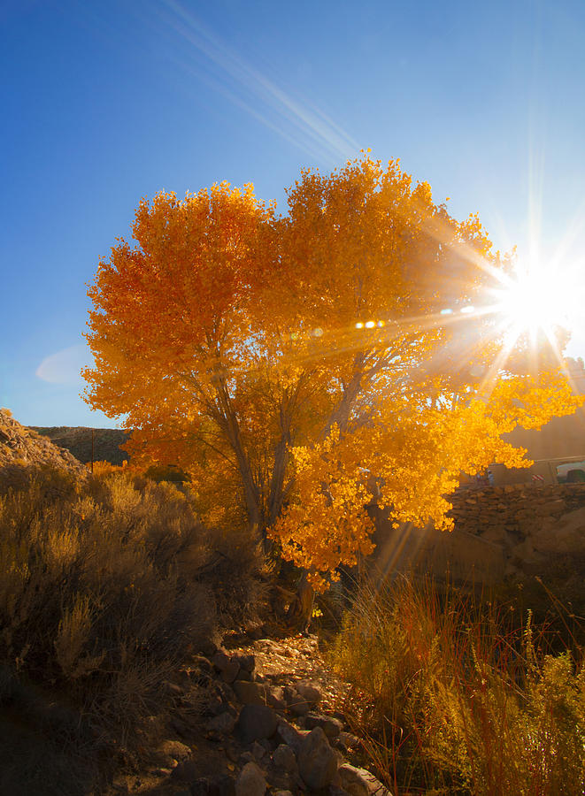 Tree Photograph - Autumn Golden Birch Tree in The Sun Fine Art Photograph Print by Jerry Cowart
