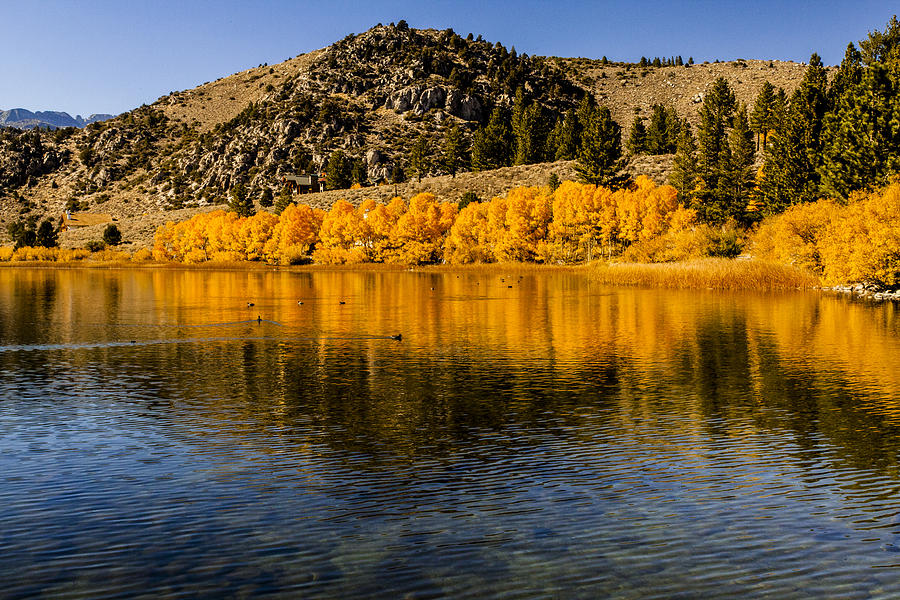 Autumn Golden Foliage on Mountain Lake Reflection Fine Art Photography Print Photograph by Jerry Cowart