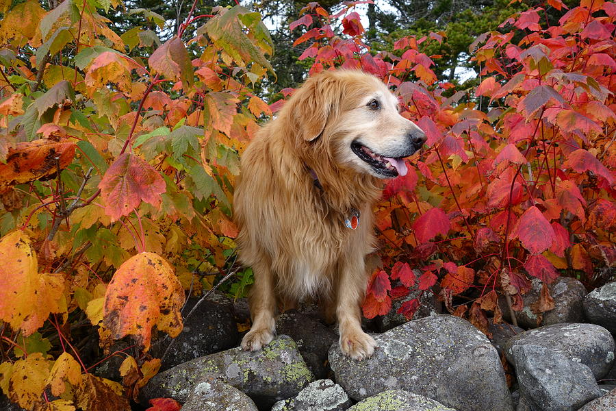 Autumn Golden Photograph by Sandra Updyke