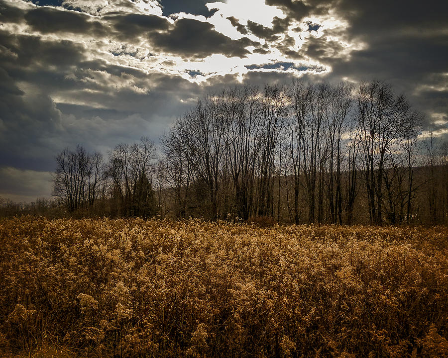 Autumn Goldenrod Photograph by Chris Bordeleau