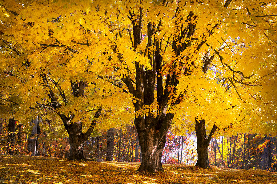 Autumn Golds Photograph by Debra and Dave Vanderlaan