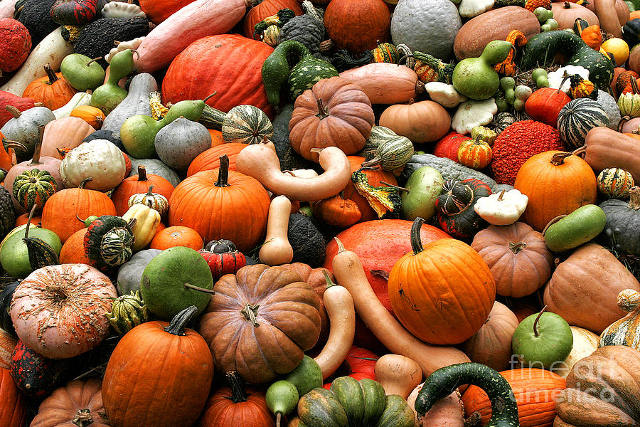 Autumn Pumpkins and Gourds Photograph by Timothy Hacker