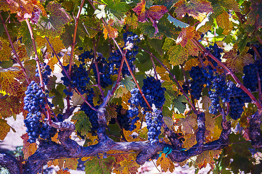 Grape Photograph - Autumn Grape Harvest by Garry Gay