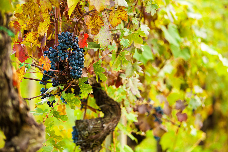Wine Photograph - Autumn Grape Harvest Season by Good Focused