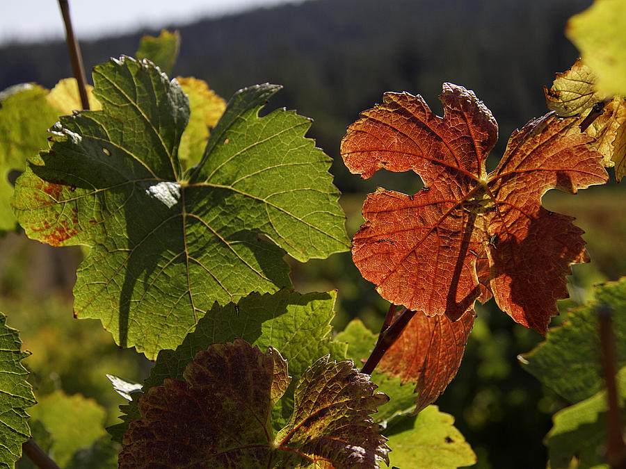 Autumn Grape Leaves Photograph by Art Berggreen