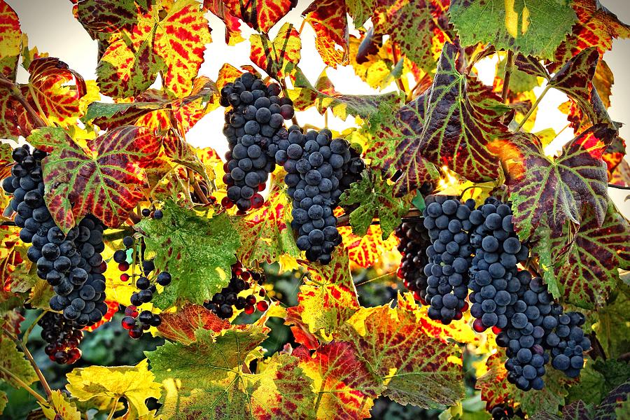 Autumn grapes Photograph by Lynn Hopwood