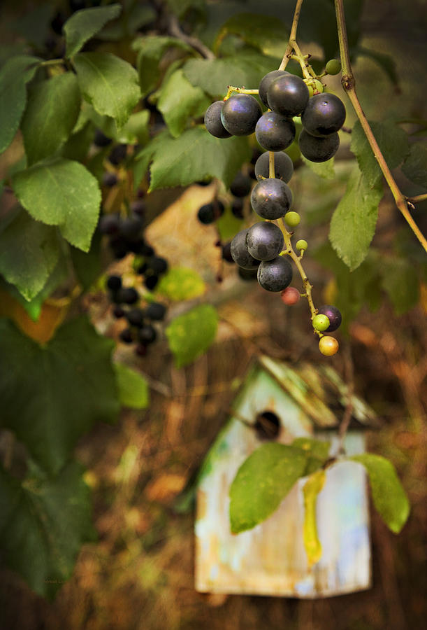 AUTUMN GRAPES with BIRDHOUSE Photograph by Theresa Tahara