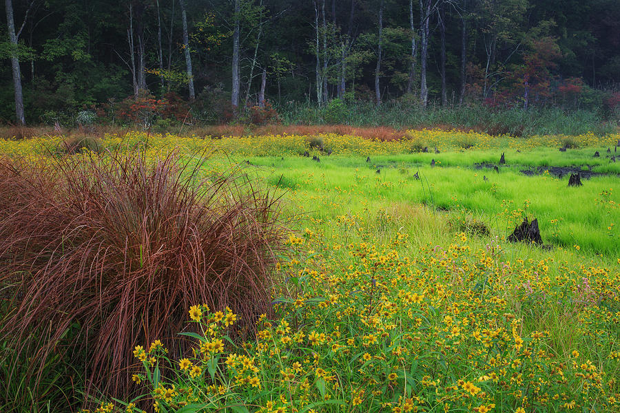 Autumn Grass Photograph by Bill Wakeley