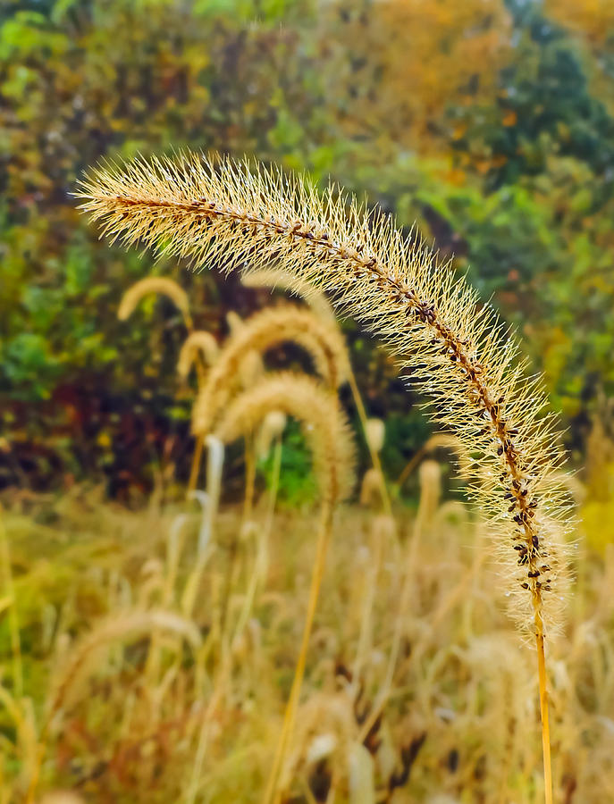 Autumn Grass Photograph by Robert Mitchell