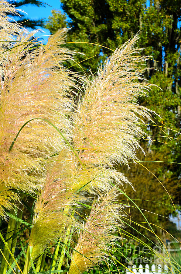 Autumn Grass Photograph by Tikvahs Hope