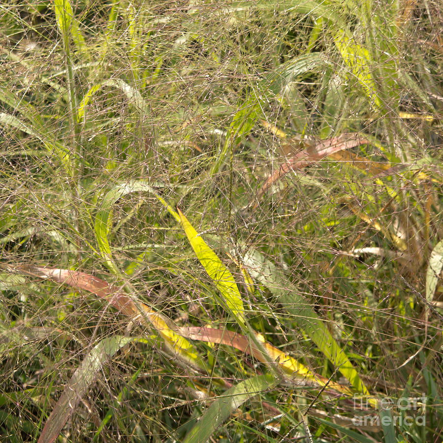 Autumn Grasses Photograph by Ann Horn