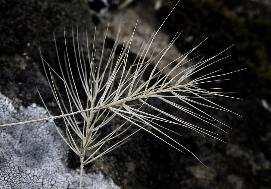 Autumn Grasses Photograph by Betty Depee