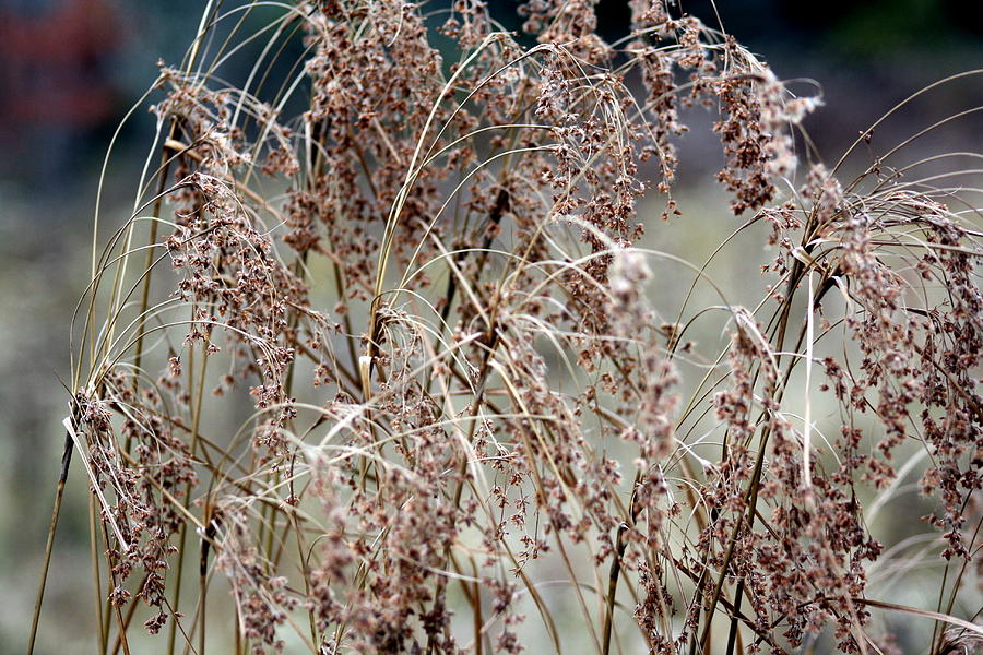 Autumn Grasses Photograph by Greg DeBeck