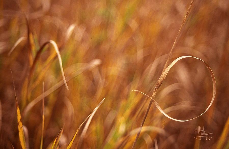 Autumn Grasses Photograph by Jim Vance