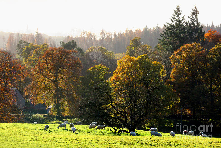 Sheep Photograph - Autumn grazing in the Highlands of Scotland by David Cairns
