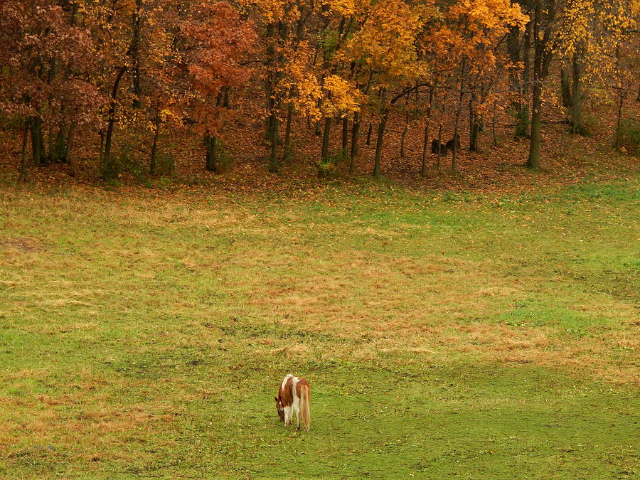 Autumn Grazing Photograph by Wild Thing