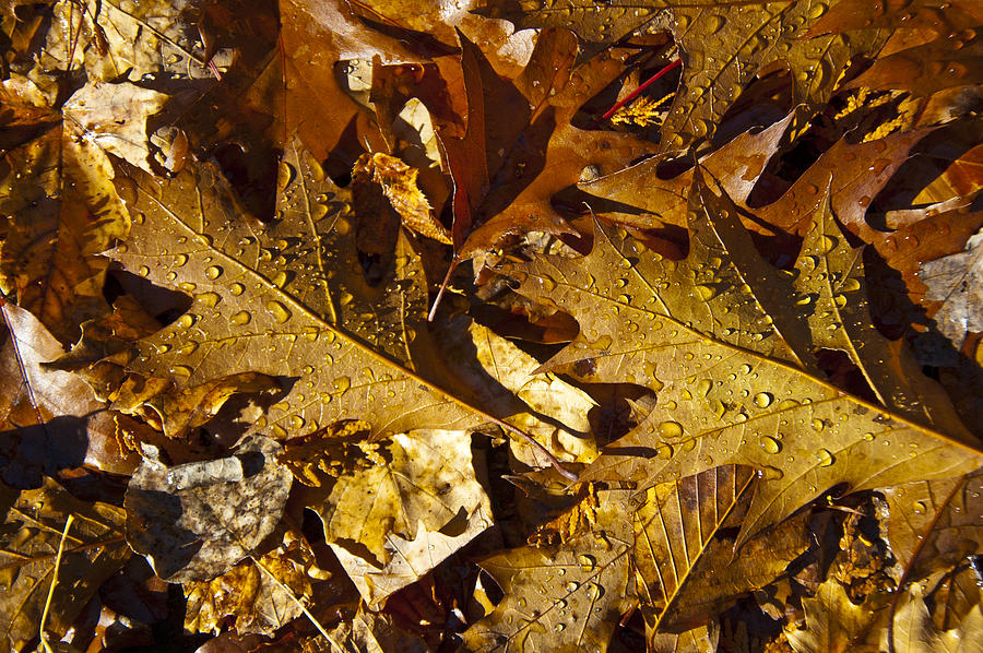 Autumn Groundcover Photograph by Owen Weber