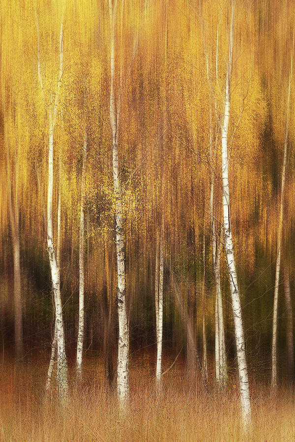 Autumn Photograph by Gustav Davidsson