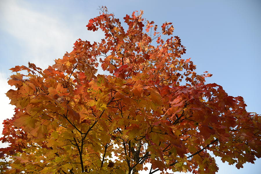 Fine Photograph - Autumn Harmony 1 by Teo SITCHET-KANDA Fine Photograph - Autumn Harmony 1 by Teo SITCHET-KANDA
