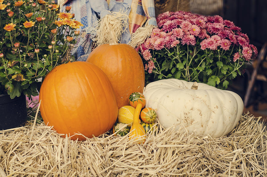 Autumn Harvest Photograph by Heather Applegate