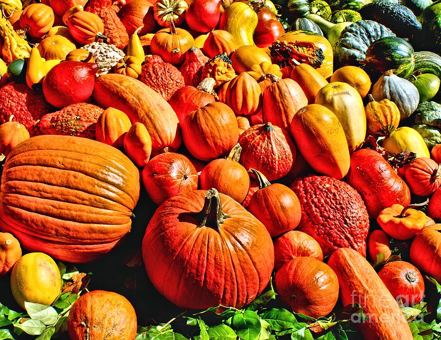 Autumn Harvest Photograph by Nick Zelinsky Jr