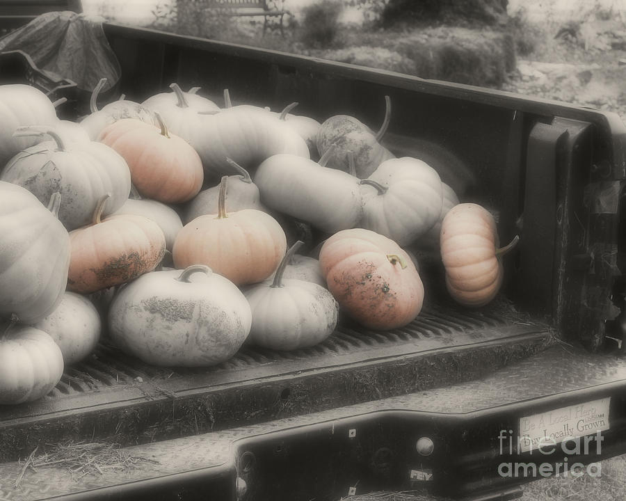Autumn Harvest Pumpkins Partial Color Photograph by Smilin Eyes Treasures