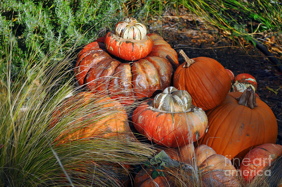 Autumn Harvest Photograph by Savannah Gibbs