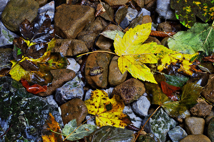 Autumn has arrived Photograph by Ivan Slosar