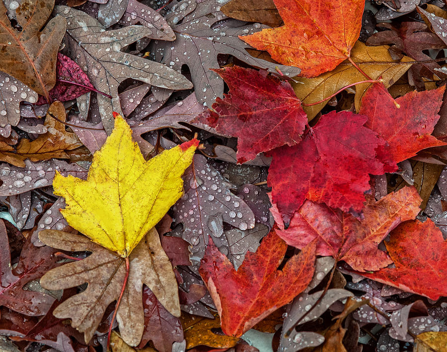 Autumn Has Fallen Photograph by Lara Ellis