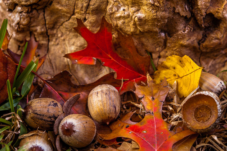 Autumn Has Fallen Photograph by Melinda Ledsome