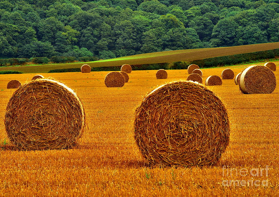 Autumn Hay Bales Photograph by Martyn Arnold