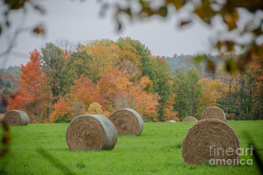 Autumn Hay Harvest Photograph by Cheryl Baxter