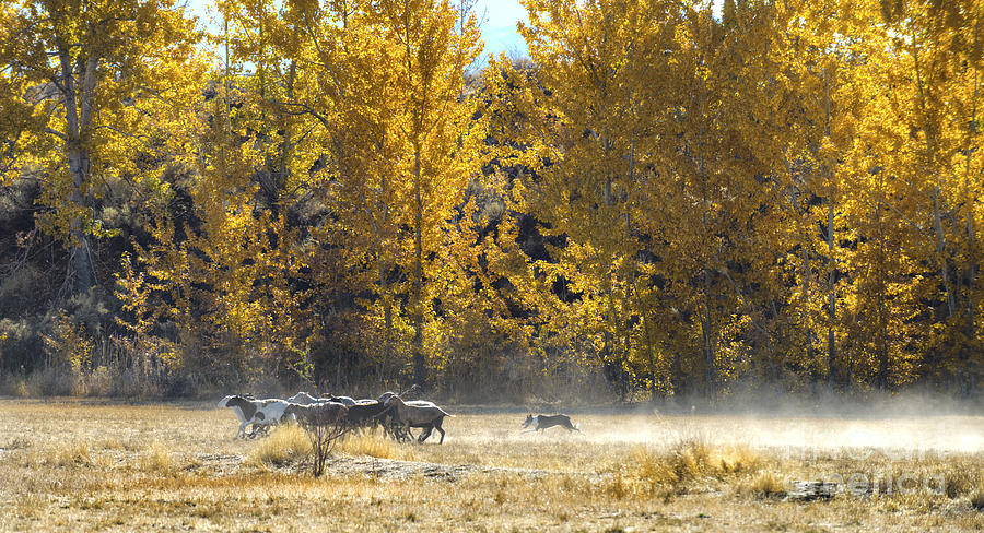 Tree Photograph - Autumn Herding by Dianne Phelps