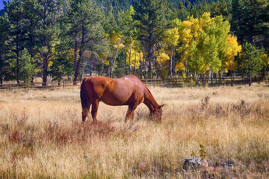 Autumn High Country Horse Grazing  Photograph by James BO Insogna