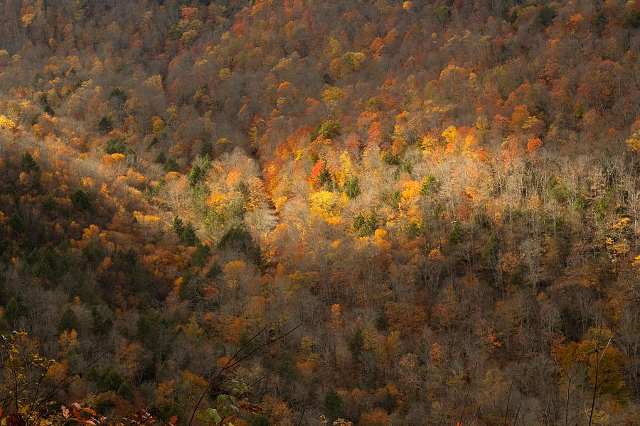 Autumn Highlights Photograph