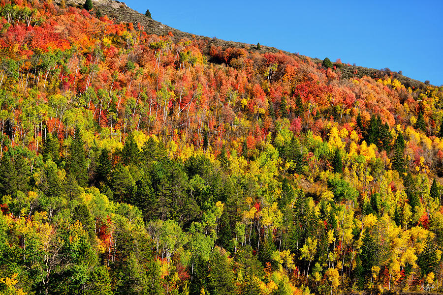 Autumn Hillside Photograph by Greg Norrell