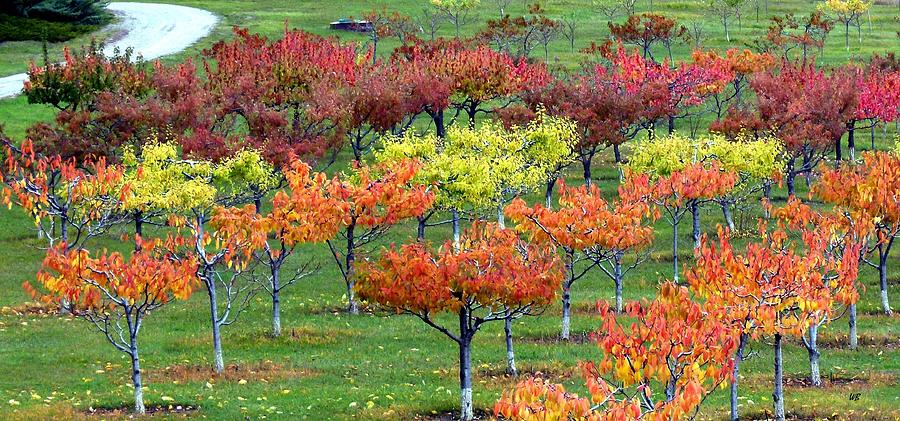 Autumn Hillside Orchard Photograph by Will Borden