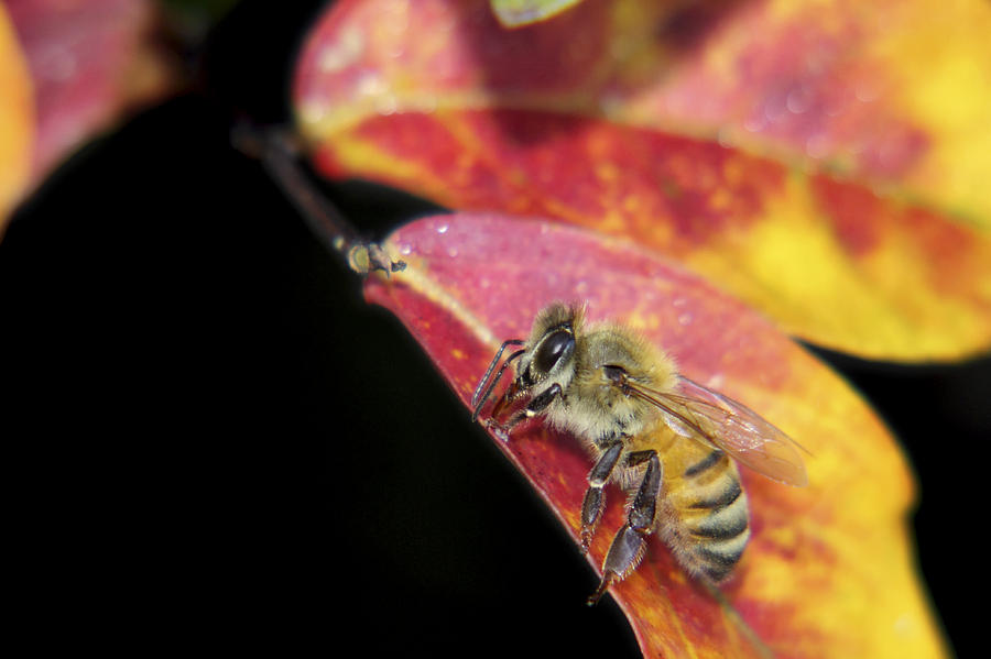 Autumn Honey Bee Photograph by Jason Politte