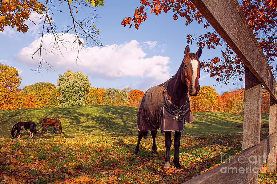 Autumn Horse At The Fence Photograph by Barbara McMahon