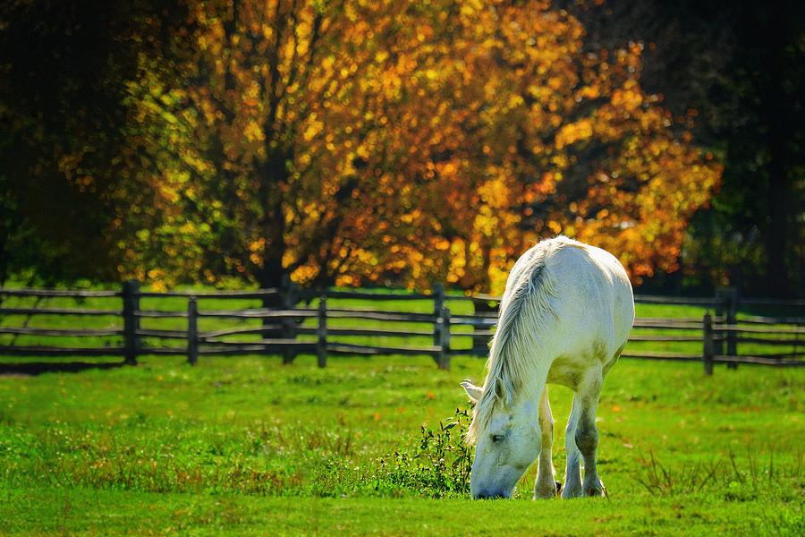 Fall Photograph - Autumn Horse by Don Dennis