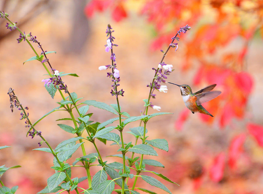 Fall Photograph - Autumn Hummer in the Garden  by Lynn Bauer