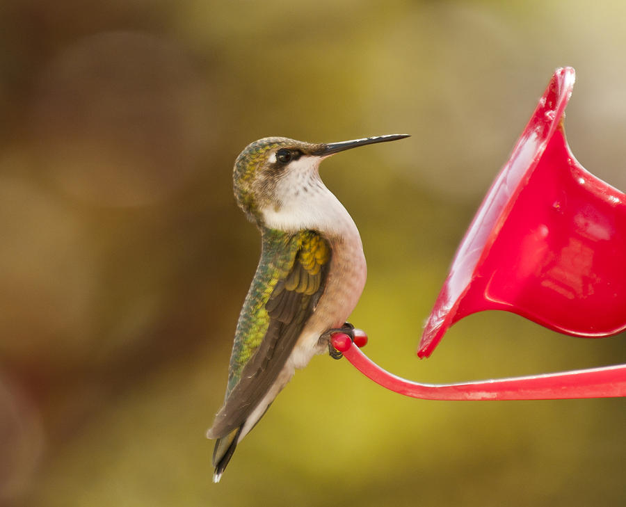 Autumn Hummingbird Photograph by Lara Ellis