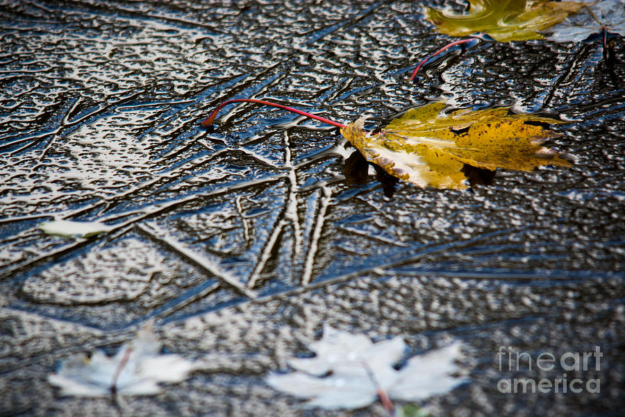 Autumn Ice Photograph by Cheryl Baxter