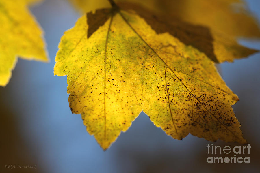 Autumn No. 2 Photograph by Todd Blanchard