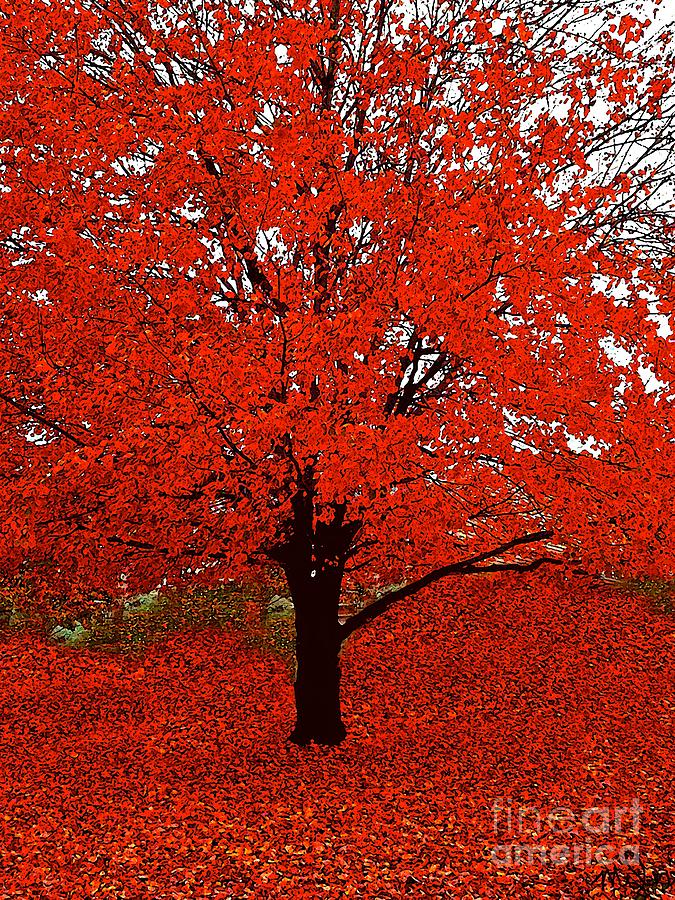 Red Tree Impressions #1 Red Photograph by Saundra Myles