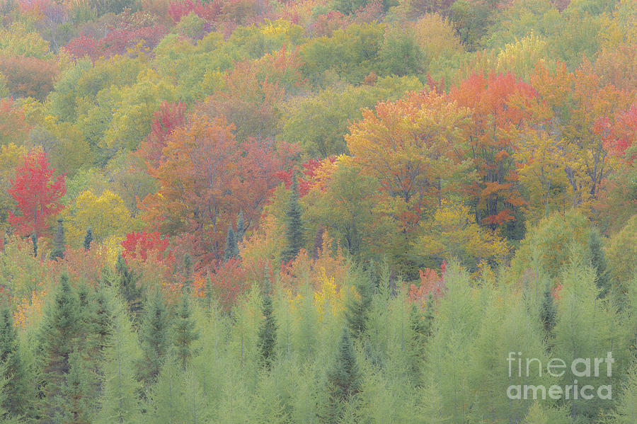 Autumn Impressions Photograph by Alan L Graham