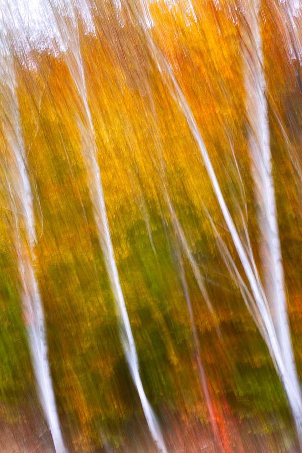 Autumn Impressions Four Birch Trees  Photograph by Jeff Sinon