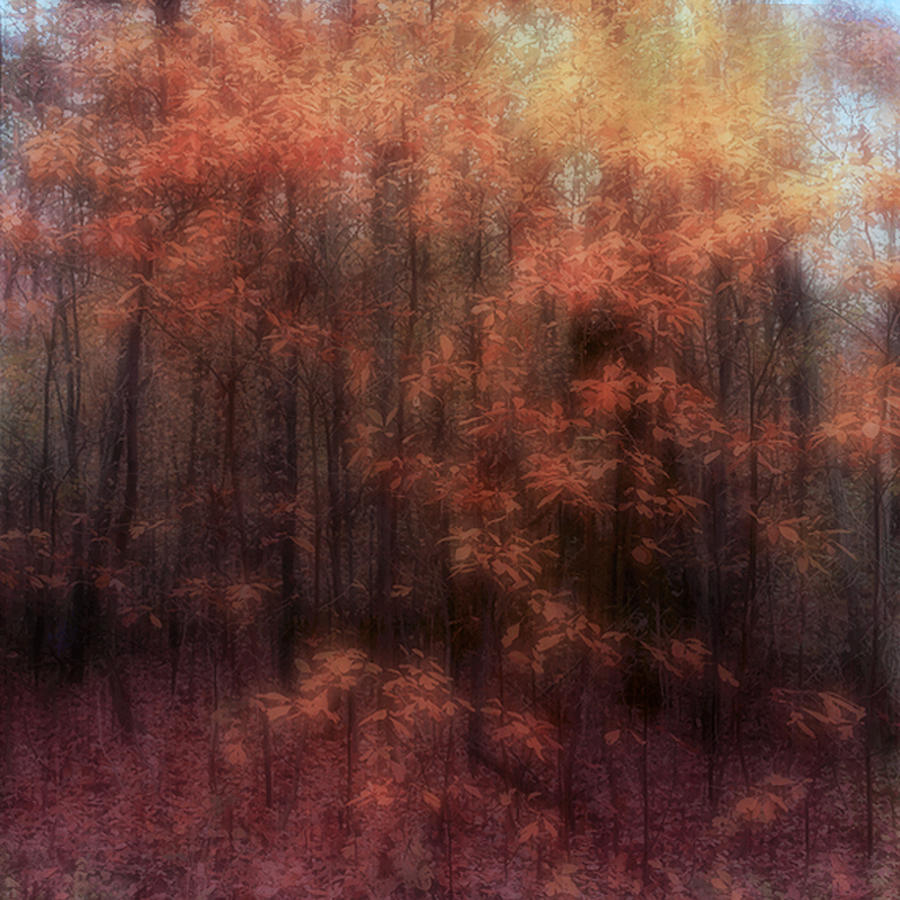 Autumn Impressions Photograph by Louise Kumpf
